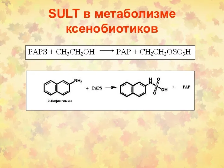 SULT в метаболизме ксенобиотиков