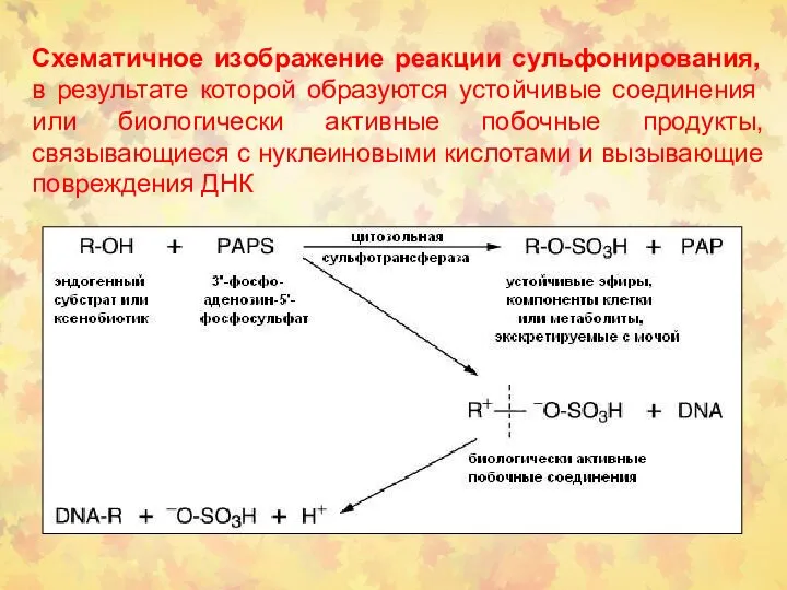 Схематичное изображение реакции сульфонирования, в результате которой образуются устойчивые соединения или