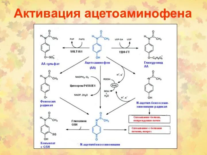 Активация ацетоаминофена