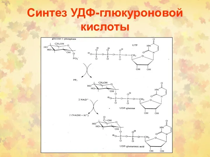 Синтез УДФ-глюкуроновой кислоты