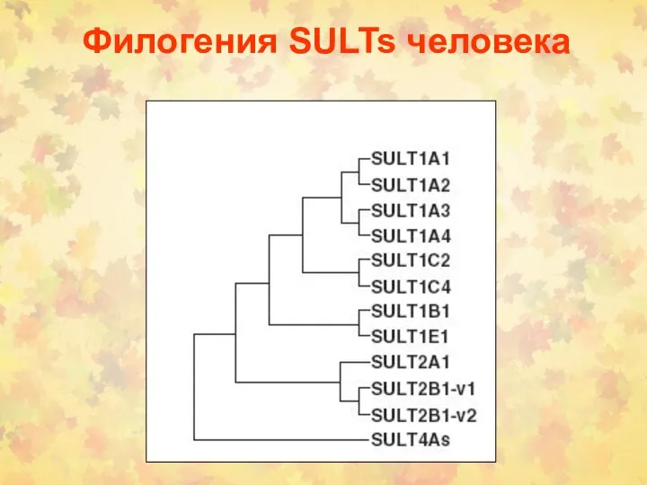 Филогения SULTs человека