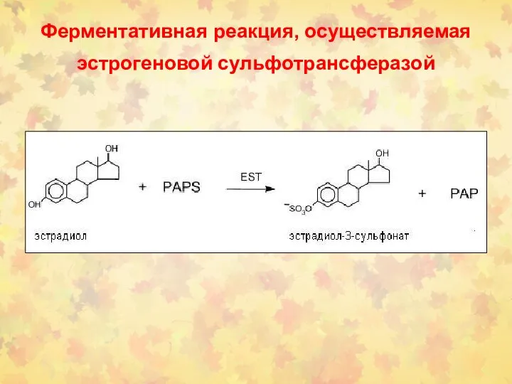 Ферментативная реакция, осуществляемая эстрогеновой сульфотрансферазой