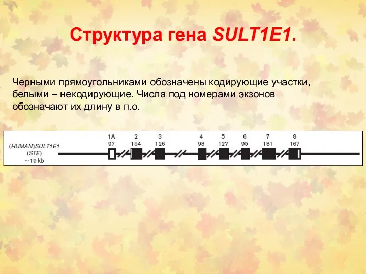 Структура гена SULT1E1. Черными прямоугольниками обозначены кодирующие участки, белыми – некодирующие.