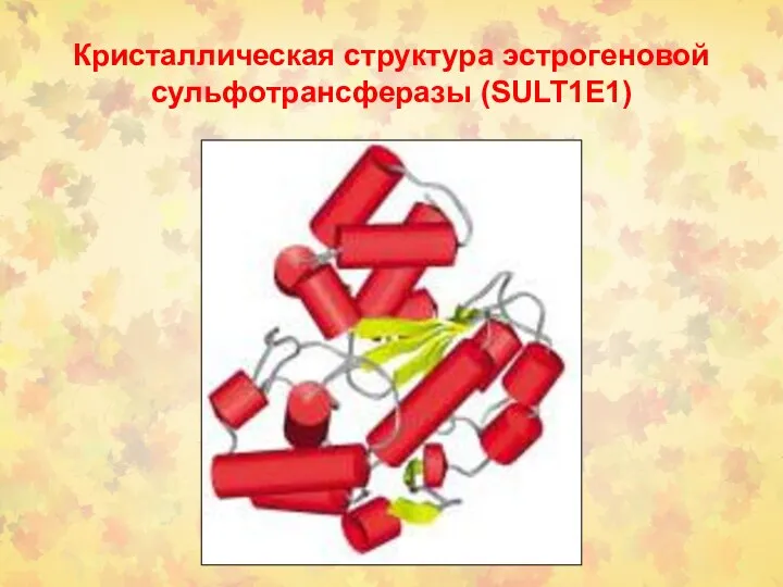 Кристаллическая структура эстрогеновой сульфотрансферазы (SULT1E1)