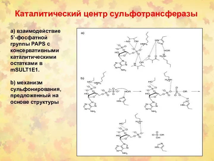 Каталитический центр сульфотрансферазы а) взаимодействие 5’-фосфатной группы PAPS с консервативными каталитическими