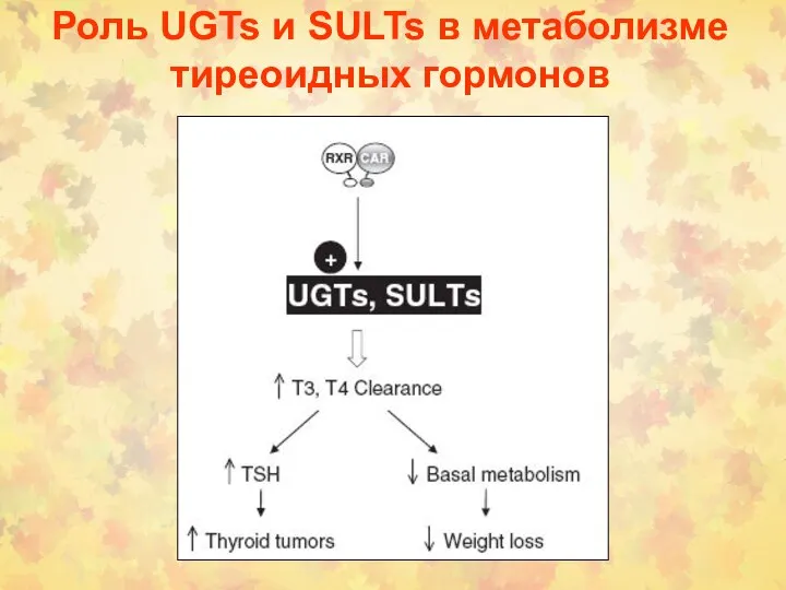 Роль UGTs и SULTs в метаболизме тиреоидных гормонов