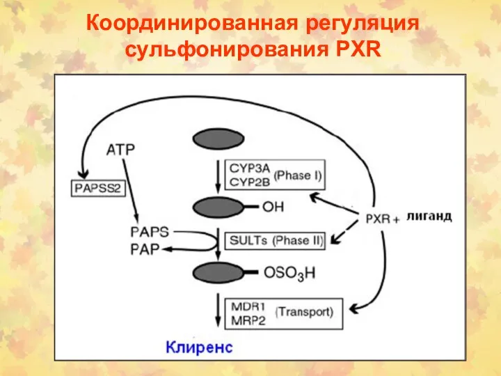 Координированная регуляция сульфонирования PXR