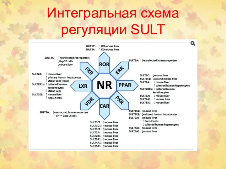 Интегральная схема регуляции SULT