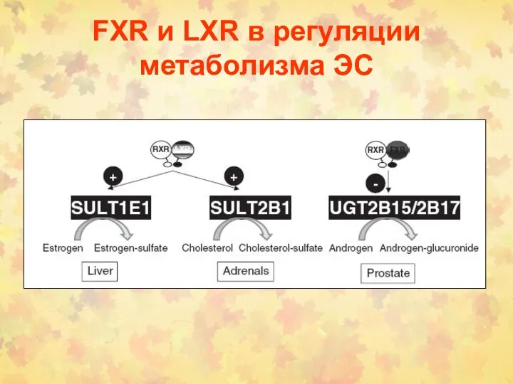 FXR и LXR в регуляции метаболизма ЭС