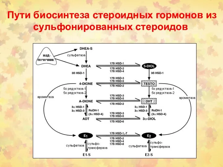 Пути биосинтеза стероидных гормонов из сульфонированных стероидов