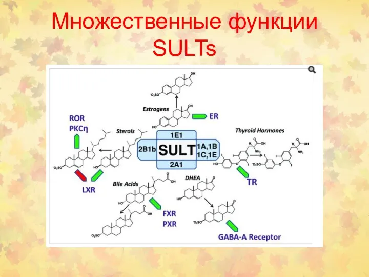 Множественные функции SULTs