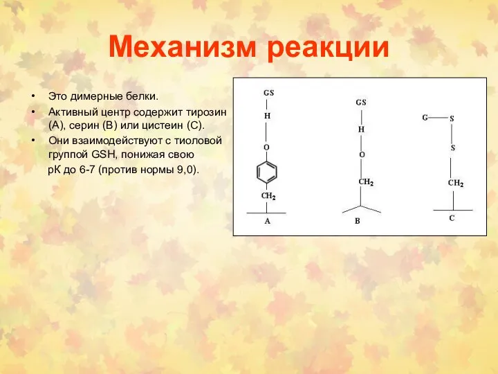 Механизм реакции Это димерные белки. Активный центр содержит тирозин(A), серин (B)