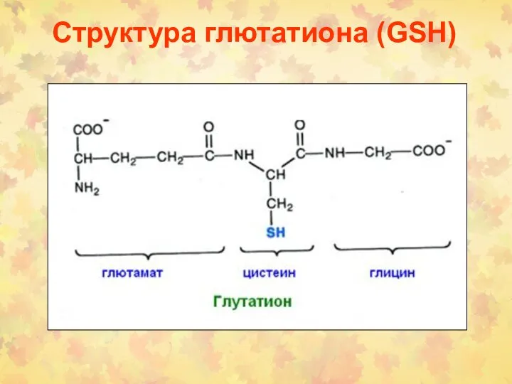 Структура глютатиона (GSH)