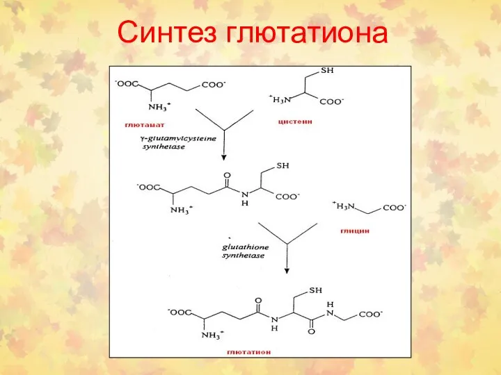 Синтез глютатиона