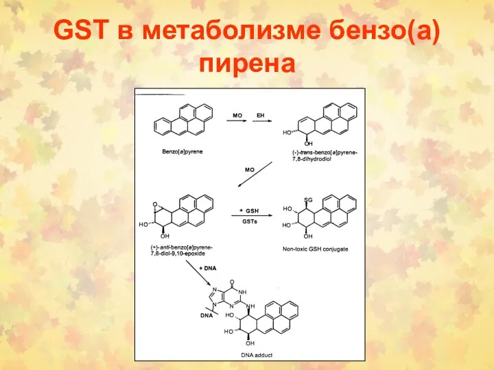 GSТ в метаболизме бензо(а)пирена