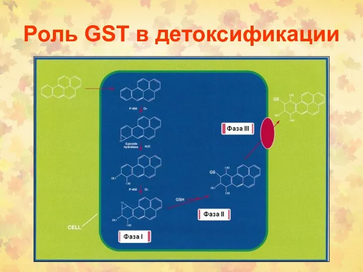 Роль GST в детоксификации