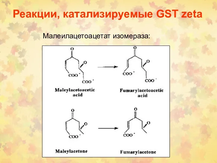 Реакции, катализируемые GST zeta Малеилацетоацетат изомераза: