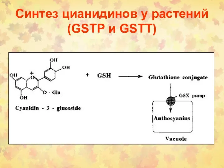 Синтез цианидинов у растений (GSTP и GSTT)