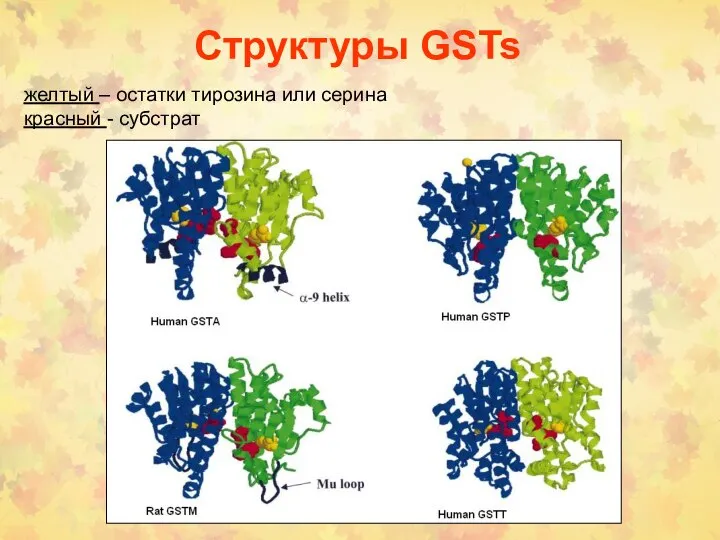 Структуры GSTs желтый – остатки тирозина или серина красный - субстрат