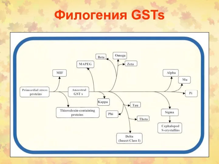 Филогения GSTs