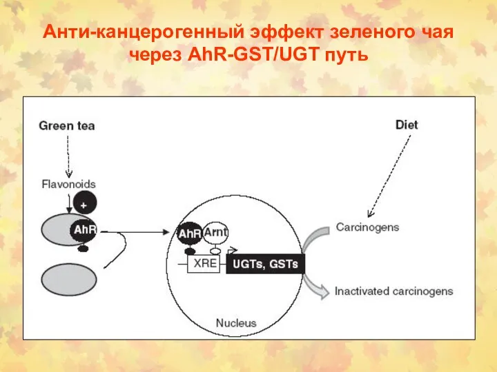 Анти-канцерогенный эффект зеленого чая через AhR-GST/UGT путь