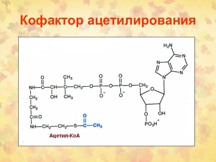 Кофактор ацетилирования