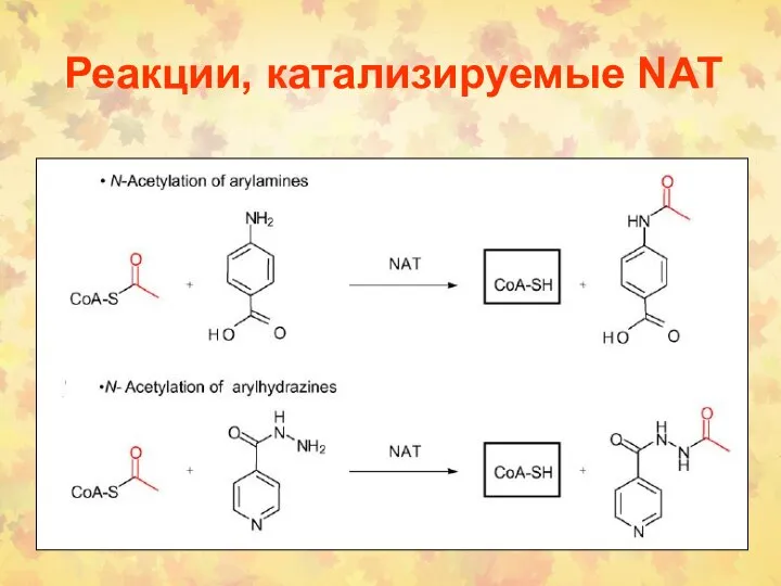 Реакции, катализируемые NAT