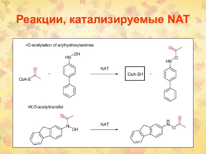 Реакции, катализируемые NAT