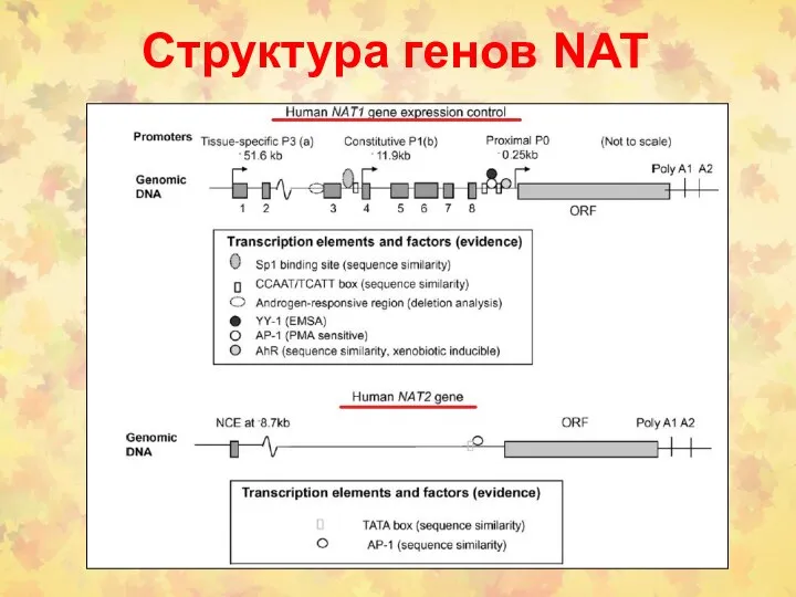 Структура генов NAT