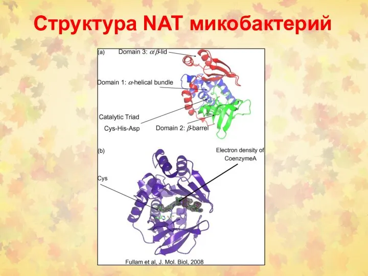 Структура NAT микобактерий