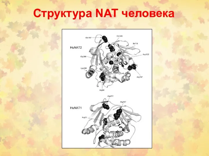 Структура NAT человека