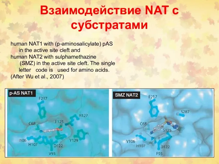 Взаимодействие NAT с субстратами human NAT1 with (p-aminosalicylate) pAS in the