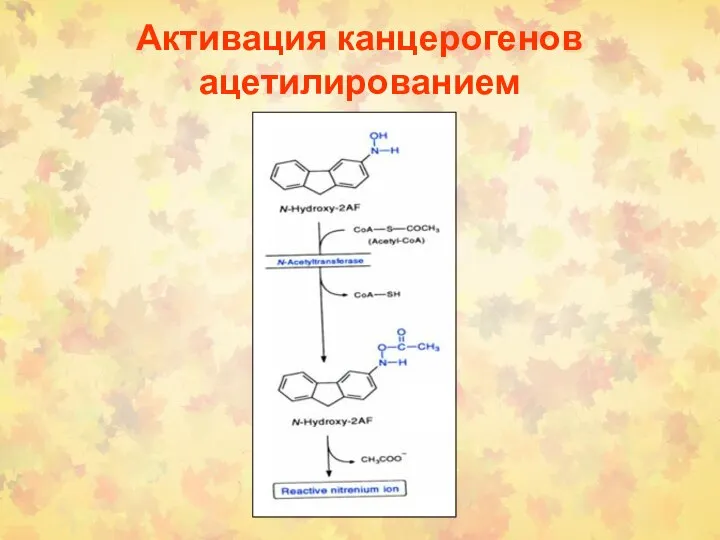 Активация канцерогенов ацетилированием