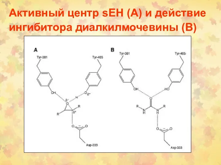 Активный центр sEH (А) и действие ингибитора диалкилмочевины (В)