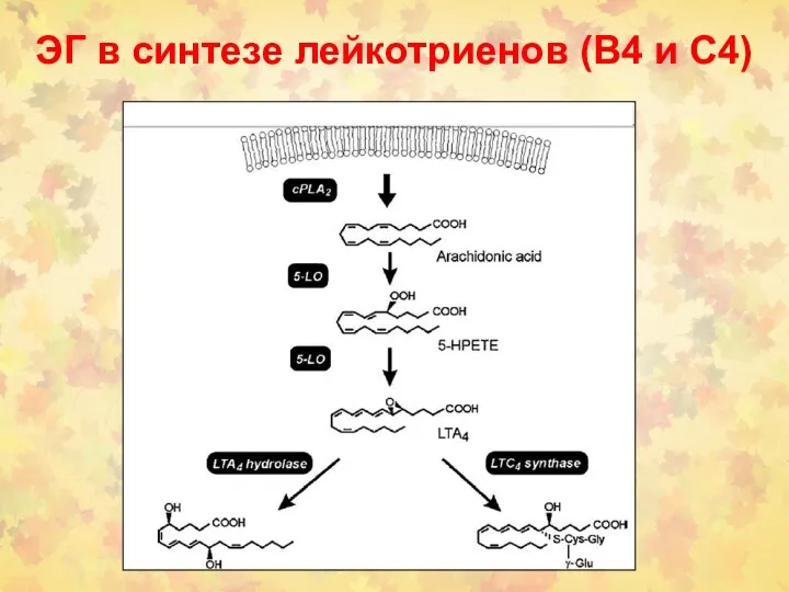 ЭГ в синтезе лейкотриенов (В4 и С4)