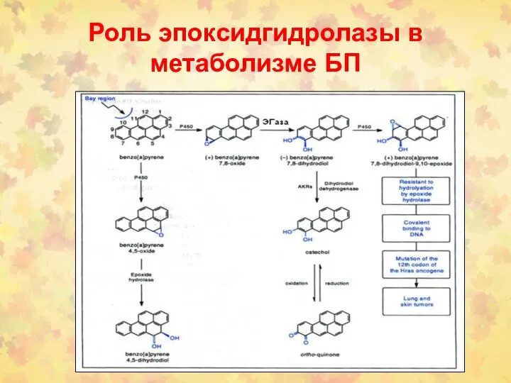 Роль эпоксидгидролазы в метаболизме БП