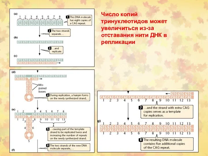 Число копий тринуклеотидов может увеличиться из-за отставания нити ДНК в репликации