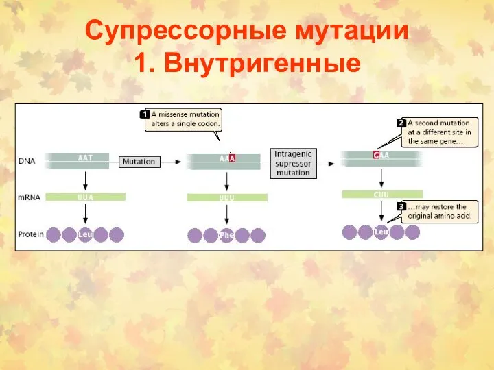 Супрессорные мутации 1. Внутригенные