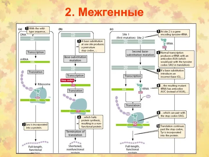 2. Межгенные