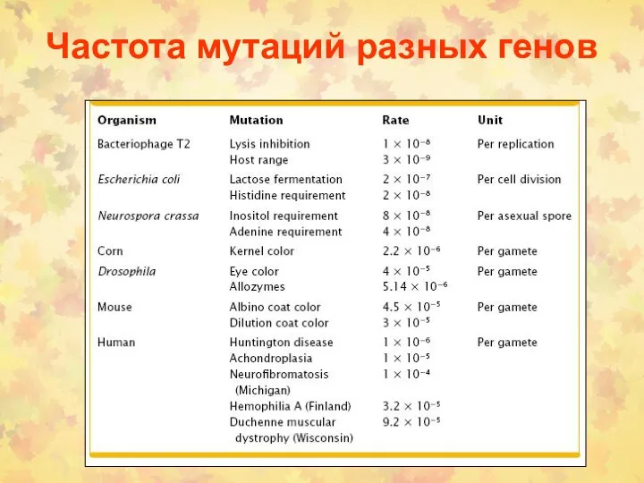 Частота мутаций разных генов