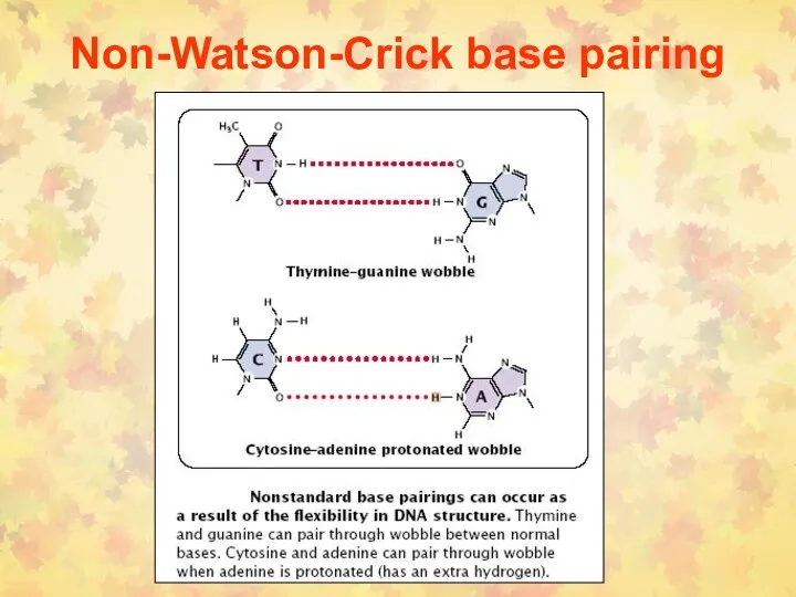 Non-Watson-Crick base pairing