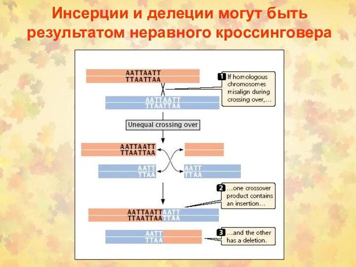 Инсерции и делеции могут быть результатом неравного кроссинговера