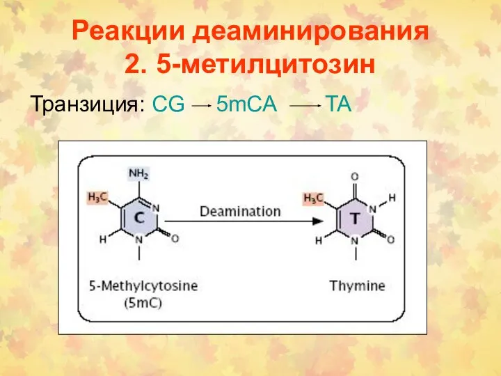 Реакции деаминирования 2. 5-метилцитозин Транзиция: CG 5mCA TA