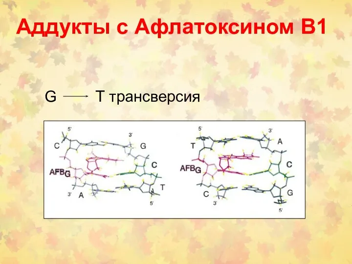 Аддукты с Афлатоксином В1 G T трансверсия