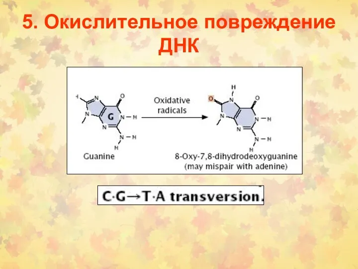 5. Окислительное повреждение ДНК