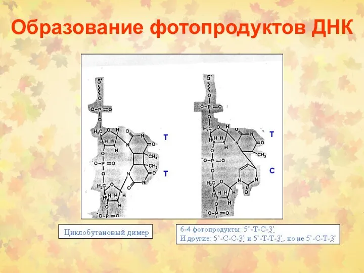 Образование фотопродуктов ДНК