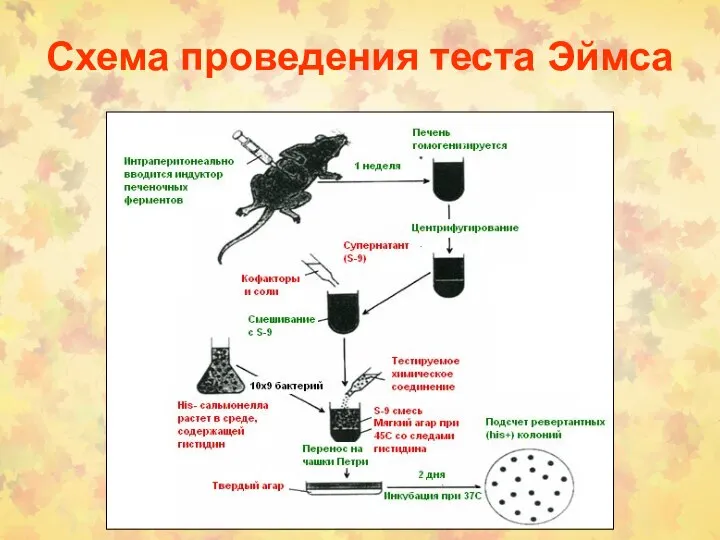 Схема проведения теста Эймса