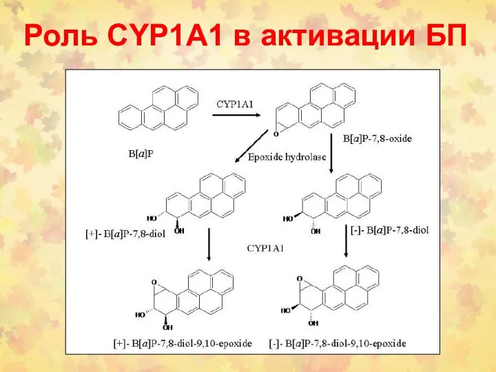 Роль CYP1A1 в активации БП