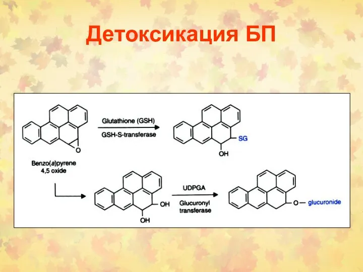 Детоксикация БП