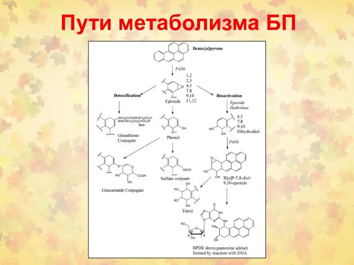 Пути метаболизма БП